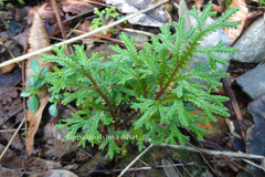 Selaginella tenera